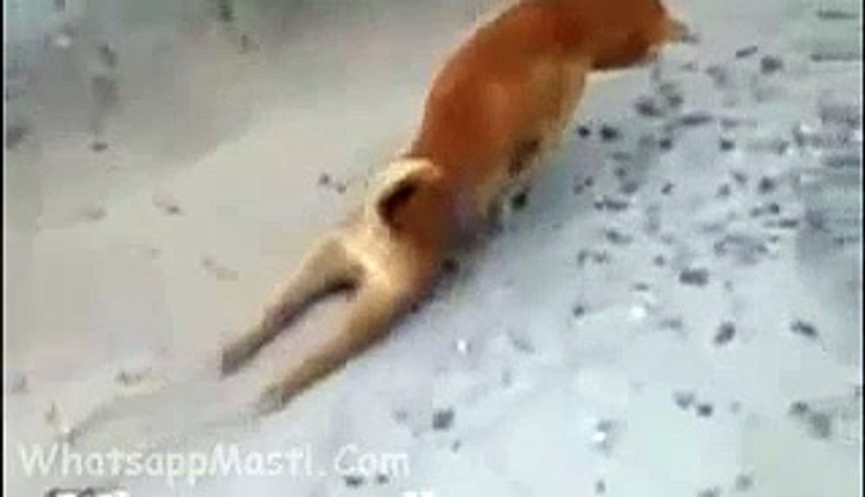 Funny Dog Doing Amazing Act Of Paralysis