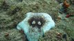 Amazing octopus camouflage on rocks underwater