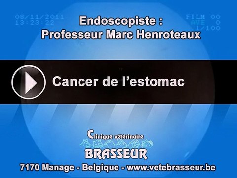 Cancer de l'estomac - Clinique vétérinaire Brasseur