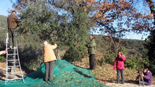 Huile d'olive Tunisie | Tunisian Olive Oil