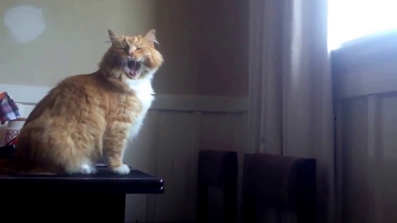Funny Cat Attempting Fail Video/HD/