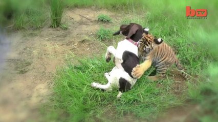 Tiger And Dog Are Best Friends