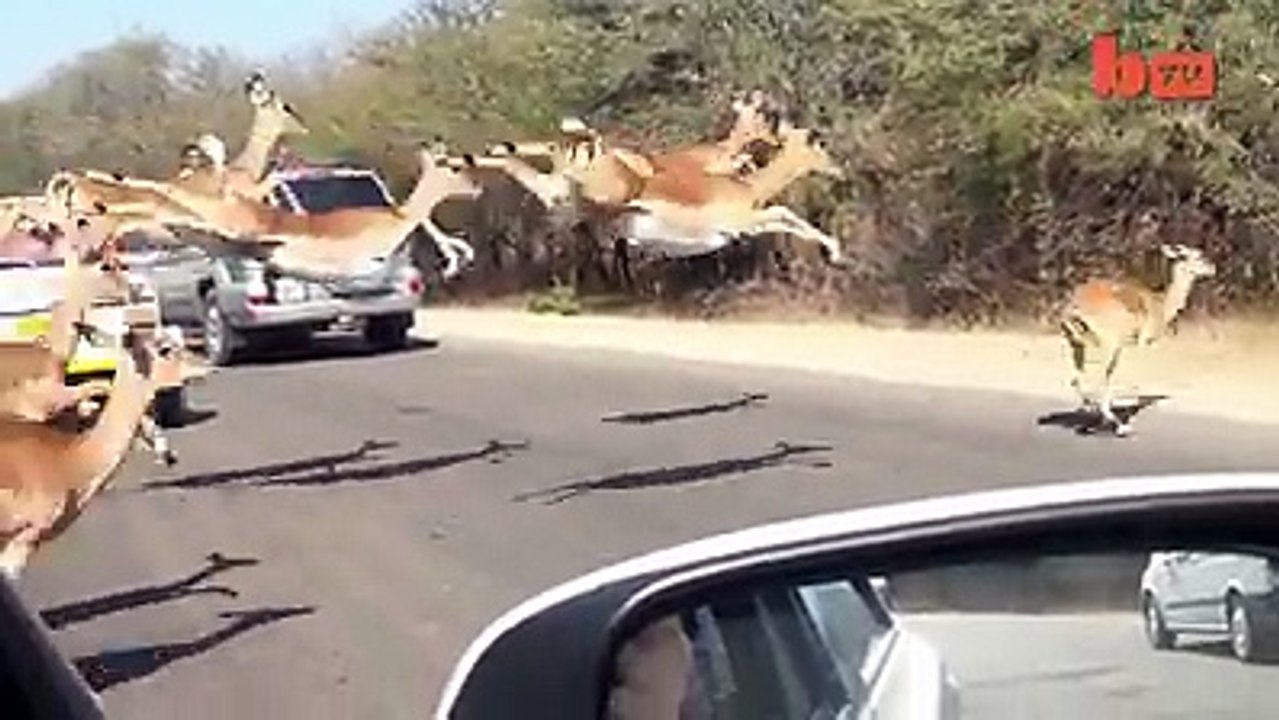 wild natural hunting