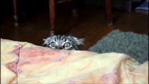 OMG! Cats on _ Funny Cats - New Funny Cats Video - Funny Animals - Funny Videos