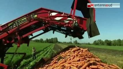 TG 02.02.15 Imu agricola, groviglio inestricabile. Scadenza il 10 febbraio