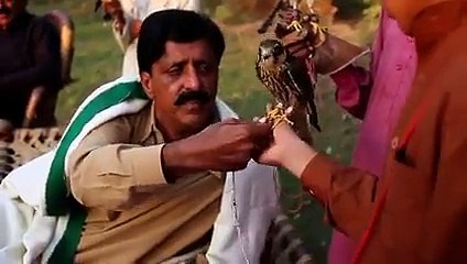 How they catch, tame and hunt with Falcons - short Documentry