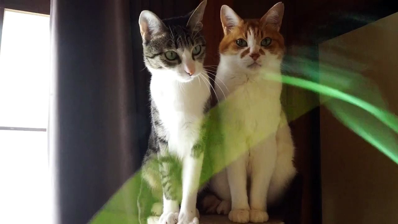 Chat joueur vs Chat impassible