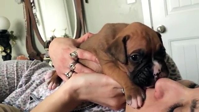 Un chiot boxer apprend à hurler