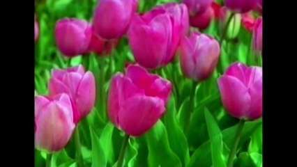 Yanında İnsanların Az Olması, Çoxlarının ona qarşı olması Həzrəti Mehdinin (ə.s) mübarizəsini daha dəyərli edəcək