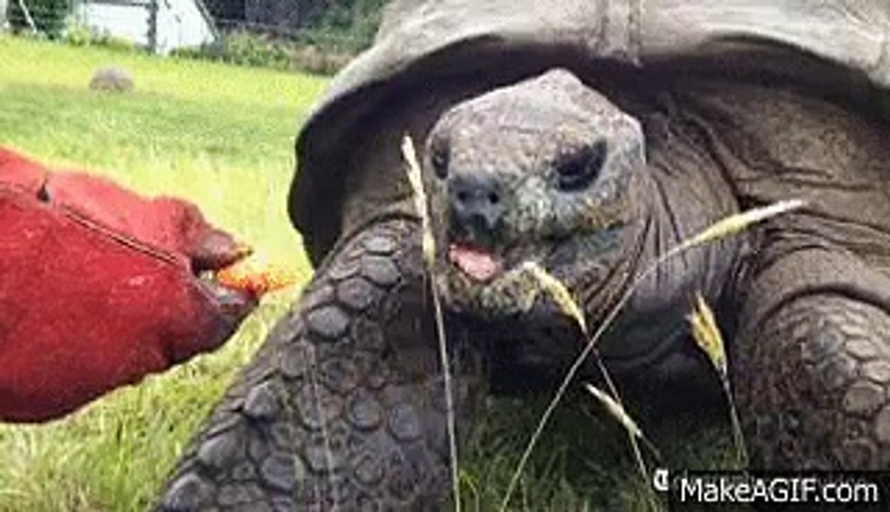 183 years old turtle Jonathan the oldest living creature in world - 183 سالہ کچھوا جوناتھن دنیا میں سب سے لمبی عمر والا زندہ جانور