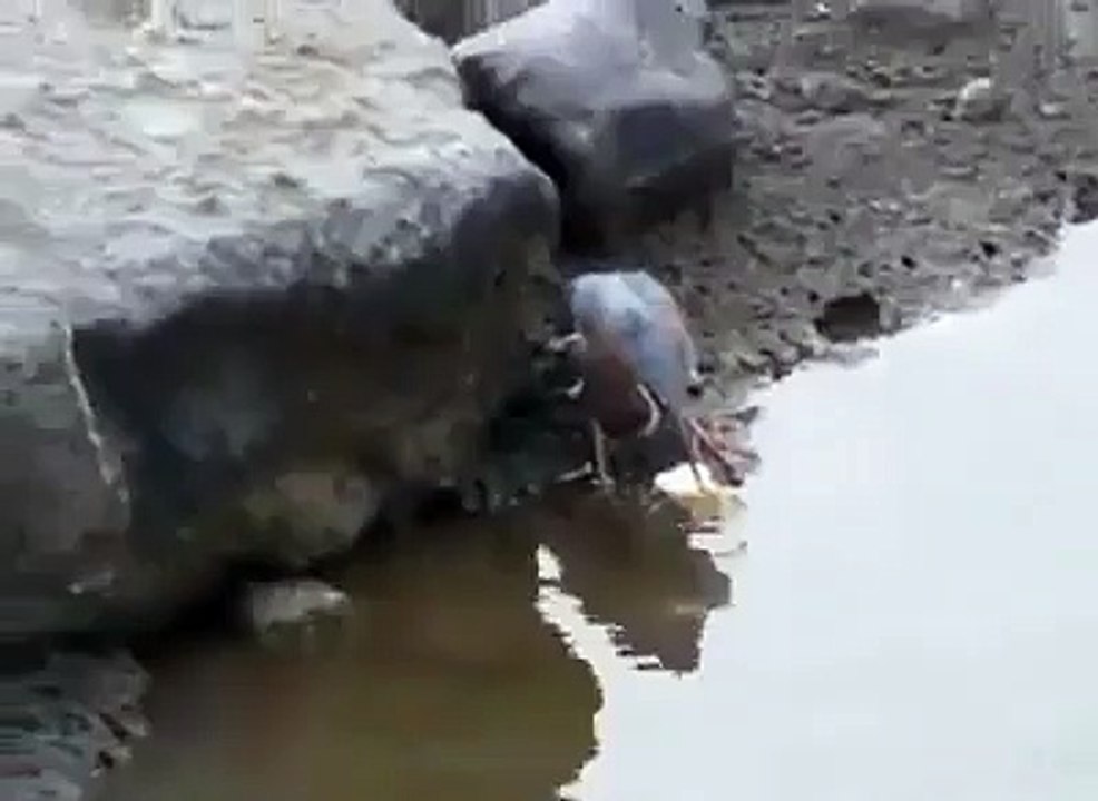 ‫Subhan Allah