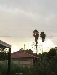 Lightning Strike Sets Fire to Tree in Perth