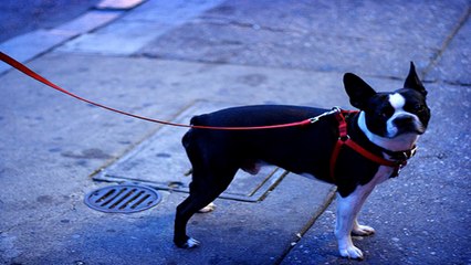 Dog training - Training your dog with a training collar