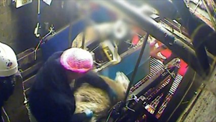 Des employés d'un abattoir halal suspendus après la diffusion d'une vidéo