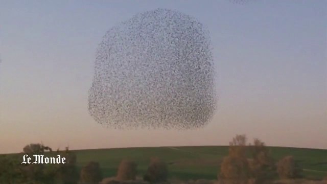 Ballet d'étourneaux dans le ciel d'Israël