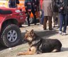 Nehir kenarında yavrularını bekliyor