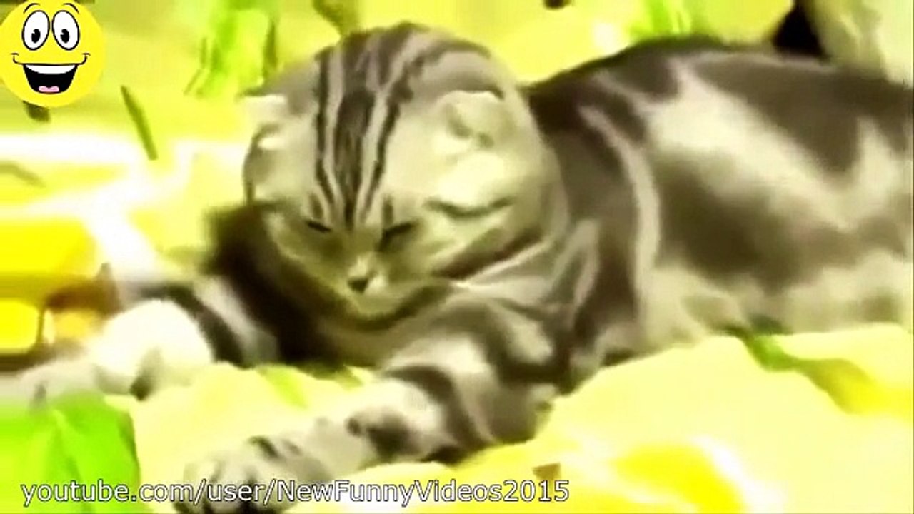 funny cat moments 2