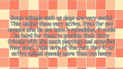 Tips For Finding The Right Dog Daycare Indianapolis