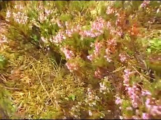 Онего 2014 — Документальный о летнем байдарочном путешествии 🚣‍♂️