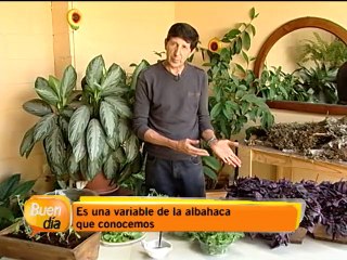 Beneficios de la albahaca morada en la salud