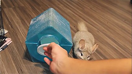 Le chat et le chinchilla