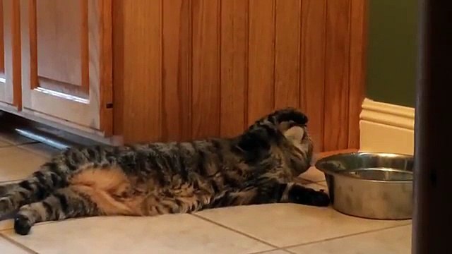 Un chat paresseux boit de l'eau d'une drôle de manière