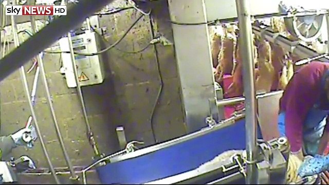 CCTV Footage Exposes Slaughterhouse Cruelty