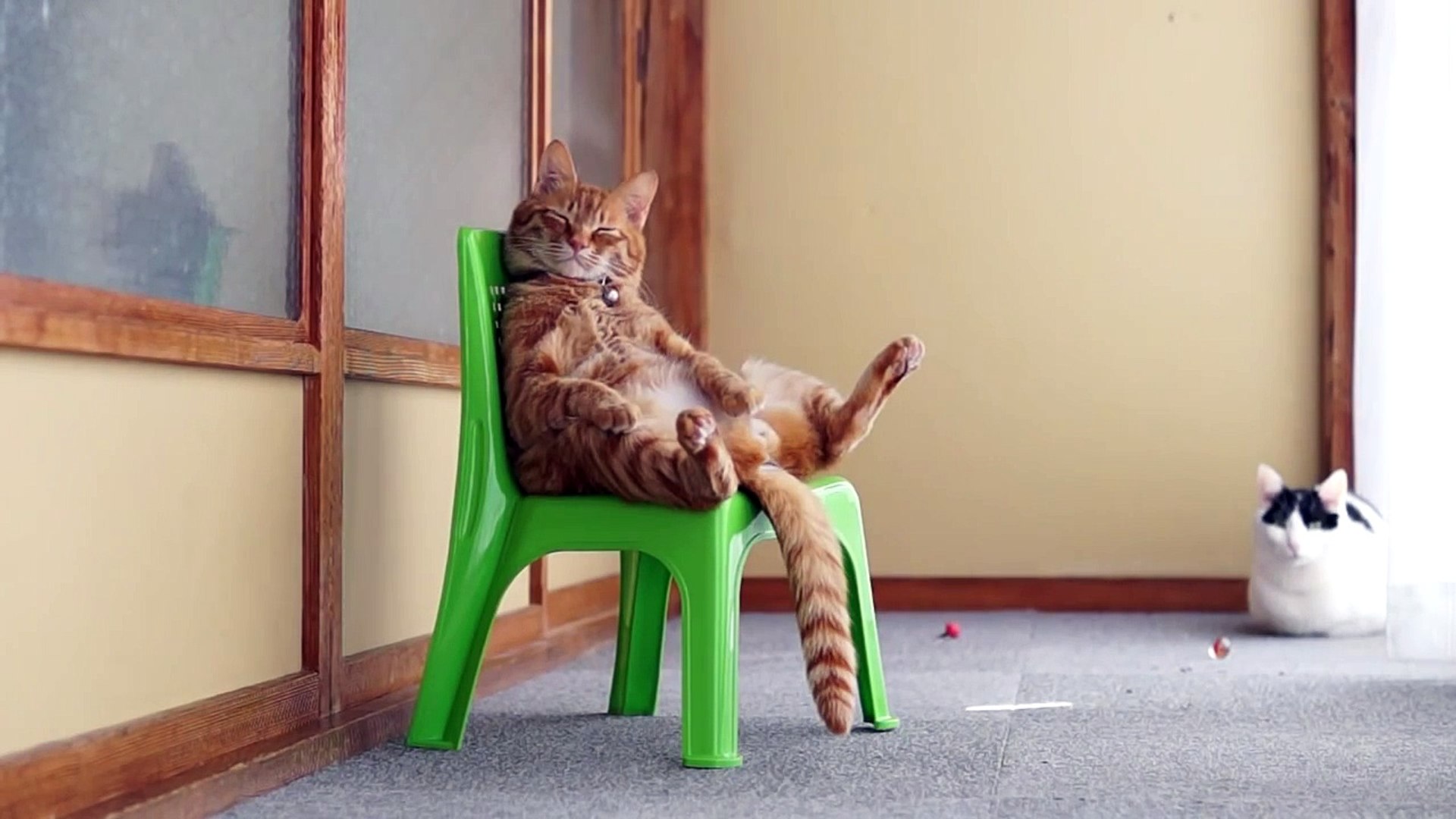 Un Chat Qui S Asseoit Comme Un Humain Sur Une Chaise Video Dailymotion