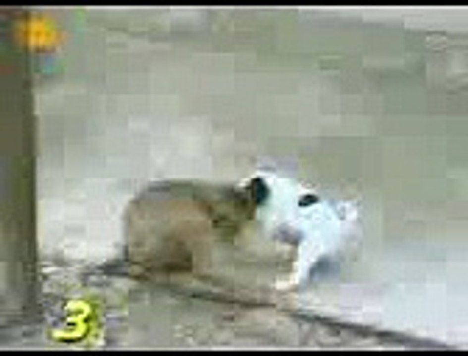 Monkey Teasing Dog