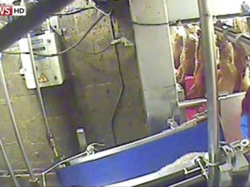 Slaughterhouse Cruelty - CCTV Footage Exposes Manhandling of Sheeps in North Yorkshire