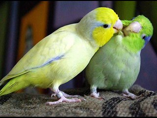 الحب له أسرار - حوريه حسن