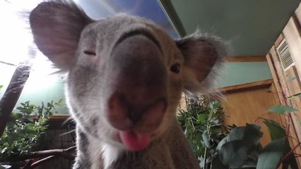 Animals Take Adorable Selfies at Zoo