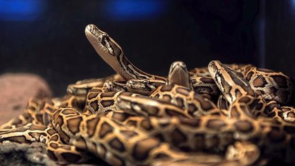 Man Arrested and Jailed for Eating Pythons