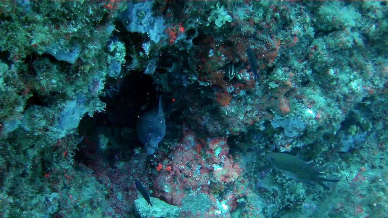 Apnée à l'isola de Bergeggi - Apnea all'isola de Bergeggi