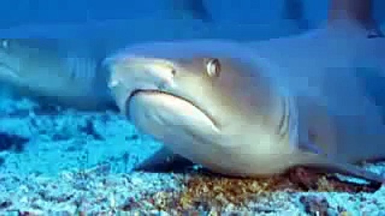 Alan,Alan, Alan, Alan, Alan, Ow, Ow, Steve, Steve, Steve...Hey, Hey, Hey...