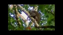 Amazing Discoveries of Unknown Animal Species 720p Documentary & Life Discovery HD