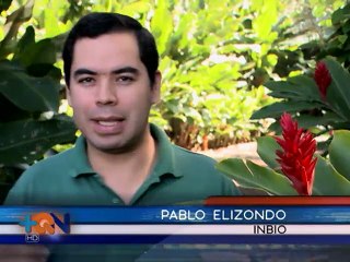 Colibríes demuestran pese a su tamaño que pueden sobrevivir en condiciones adversas