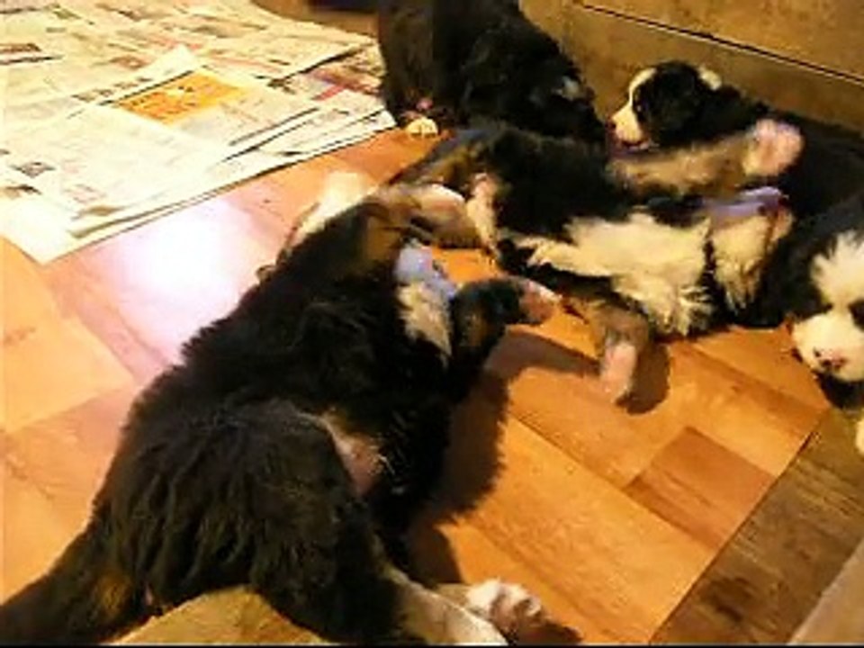 2 fév Lily Rose, Lister, mâle orange, femelle verte et femelle mauve