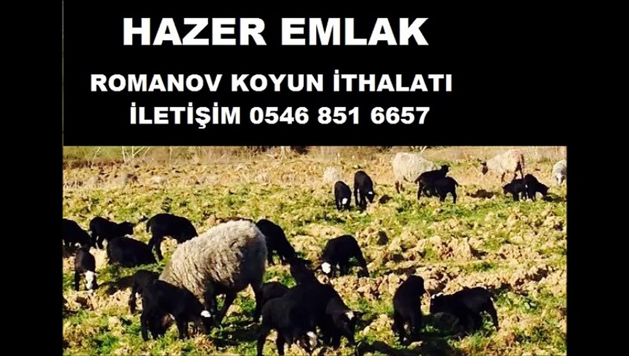 KOYUN FİYATLARI 2015 - HAZER EMLAK ROMANOV , ŞAROLE İLLEDE FRANCE ORJİNAL DAMIZLIK GEBE