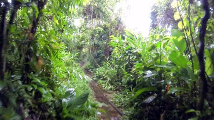 De la jungle à la plage...un jour de pluie tropicale au Brésil...