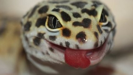 How To Convince Your Parents To Let You Keep A Reptile