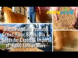 Acquire Bulk Peanuts for Exporting, Peanuts Exporters, Peanuts Exporter, Peanuts Exports, Export, Export