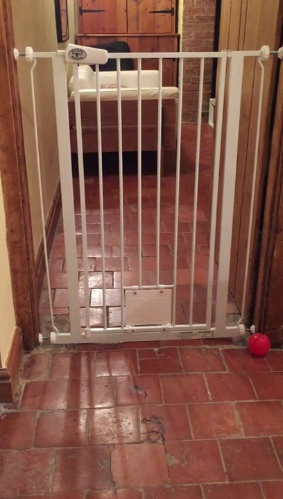 Desperate Dog Fits Through a Tiny Cat Flap