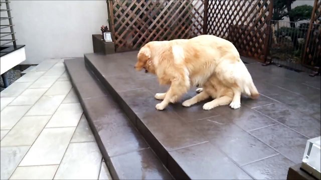 This Golden Retriever Is Magic!