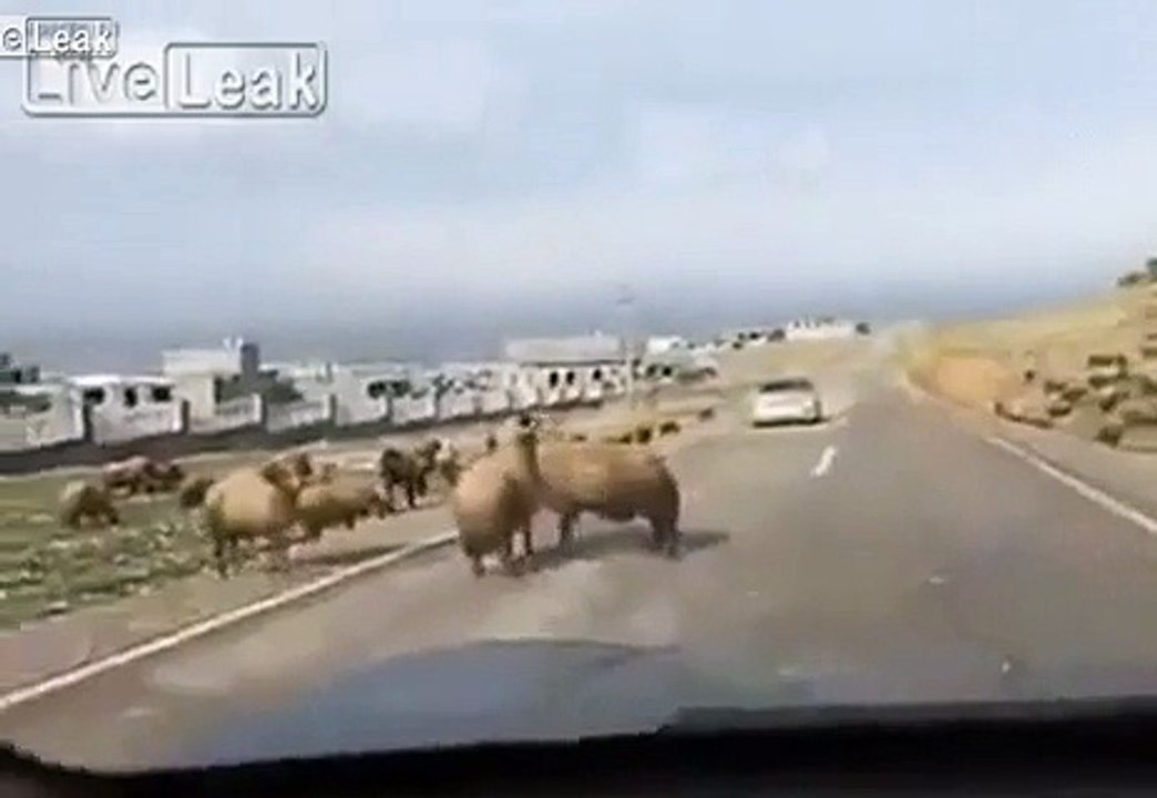car gets rammed