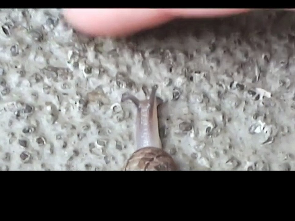 A snail having a walk.