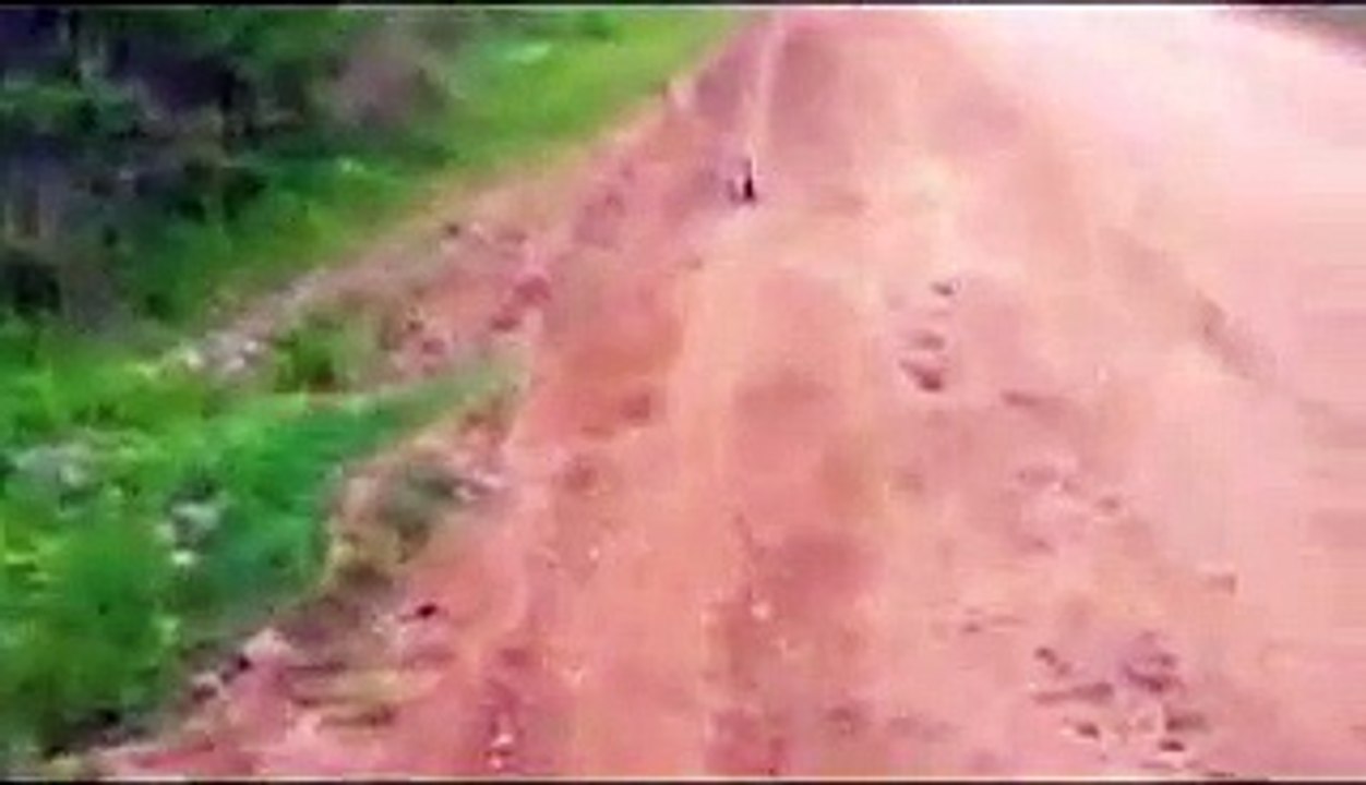 Fox cub comes to people for help
