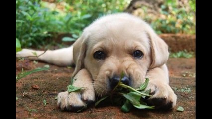 Cutest Puppies Ever