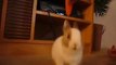 Cute Bunny Eating Carrot - Baby Rabbit - Cute Bunny Video
