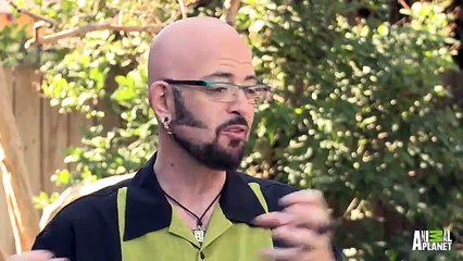 How Do You Like Meow  Godzilla and Mudgie   My Cat From Hell